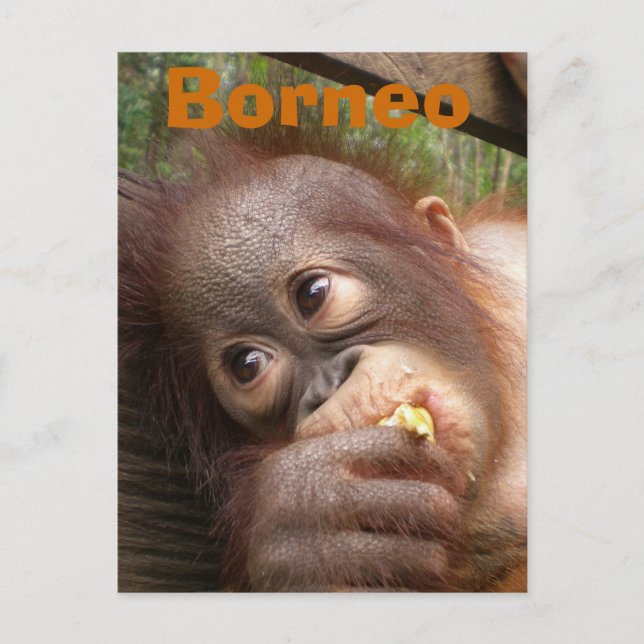 Borneo Baby Orangutan Vykort (Framsida)