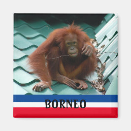 Borneo Cute Orangutan i Sepilok Souvenir Magnet