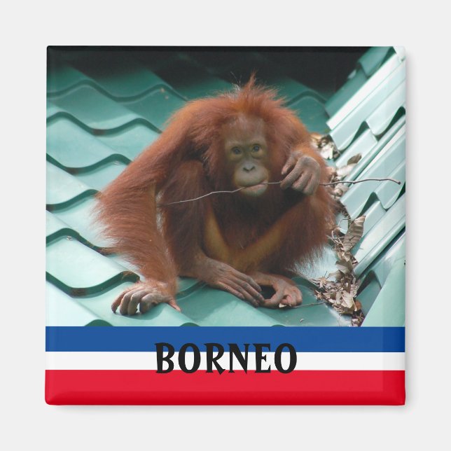 Borneo Cute Orangutan i Sepilok Souvenir Magnet (Framsidan)