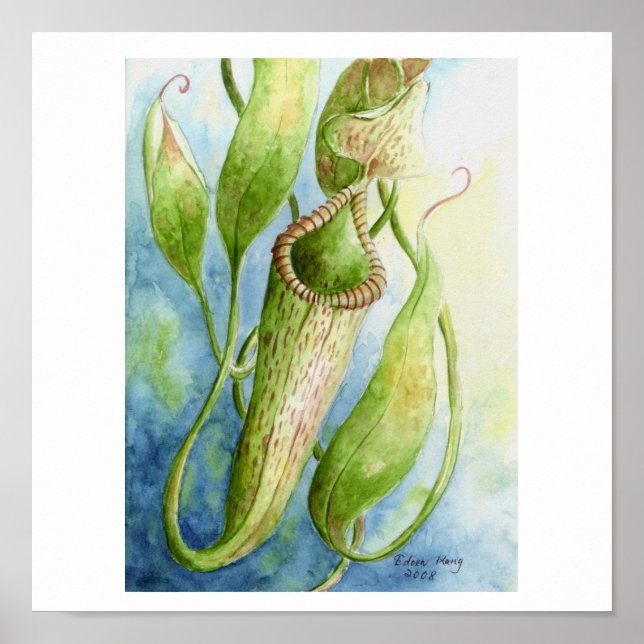 Borneo Nepenthes Watercolor Art Poster (Framsidan)