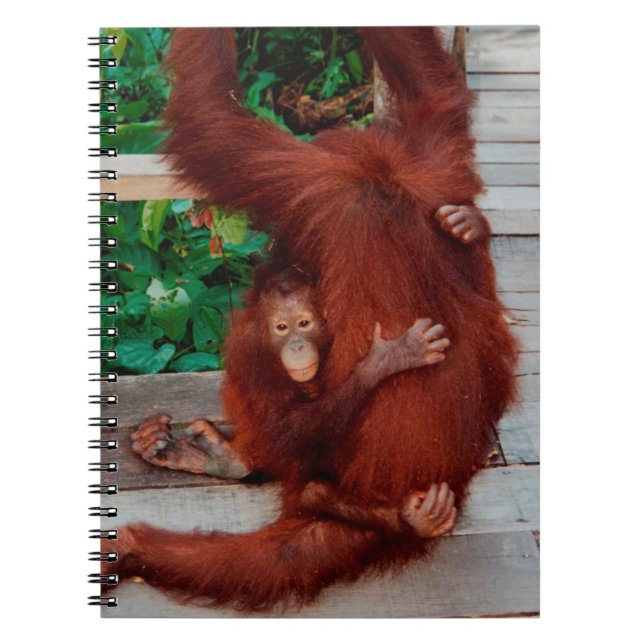 Borneo orangutan anteckningsbok (Framsidan)