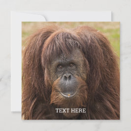 Borneo Orangutan BeSnygg fotografi