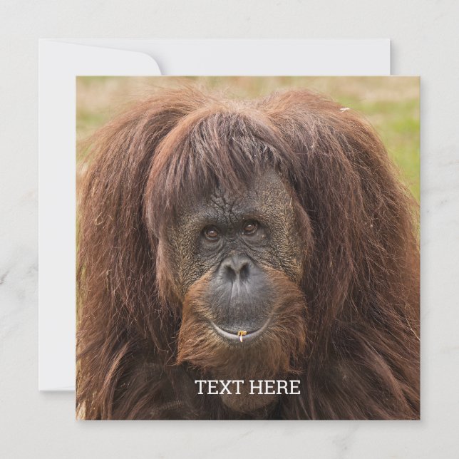 Borneo Orangutan BeSnygg fotografi (Framsida)