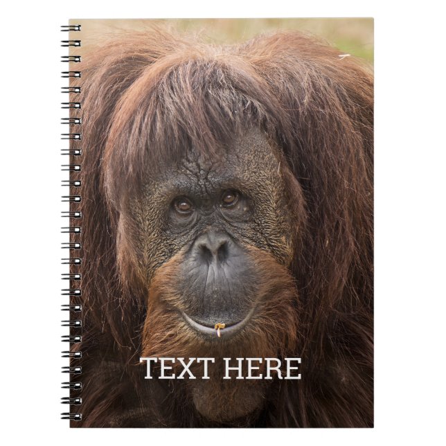 Borneo Orangutan BeSnygg fotografi Anteckningsbok (Framsidan)