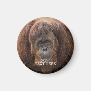 Borneo Orangutan BeSnygg fotografi Magnet