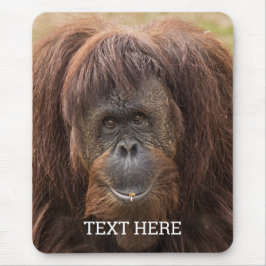 Borneo Orangutan BeSnygg fotografi Musmatta