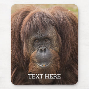 Borneo Orangutan BeSnygg fotografi Musmatta