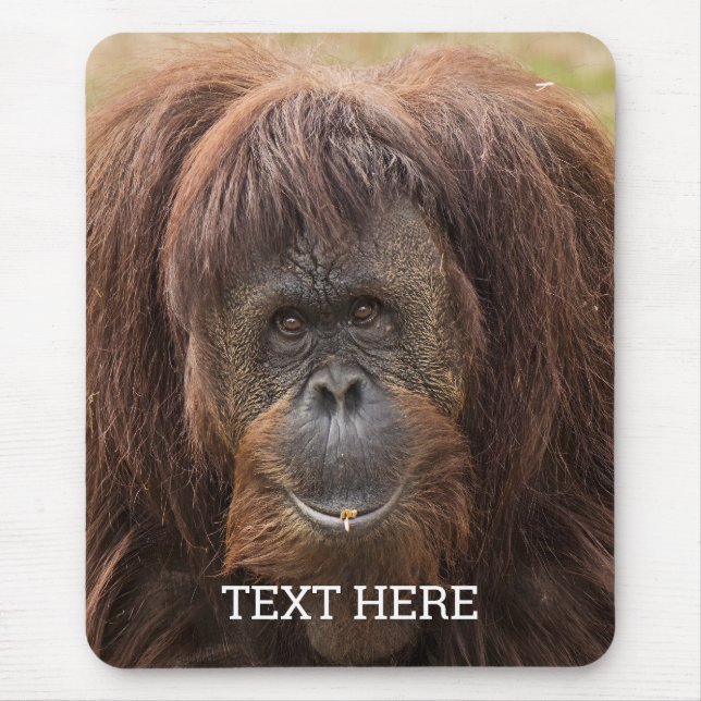 Borneo Orangutan BeSnygg fotografi Musmatta (Framsidan)