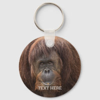 Borneo Orangutan BeSnygg fotografi