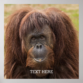 Borneo Orangutan BeSnygg fotografi Poster