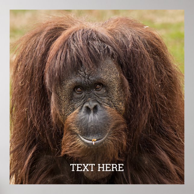 Borneo Orangutan BeSnygg fotografi Poster (Framsidan)