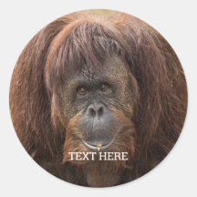 Borneo Orangutan BeSnygg fotografi