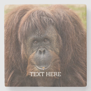 Borneo Orangutan BeSnygg fotografi Stenunderlägg