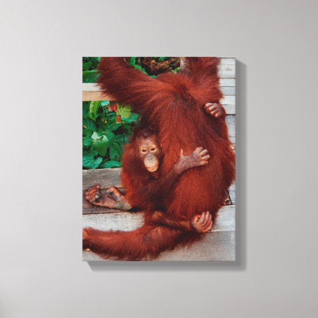 Borneo orangutan canvastryck (Framsida)
