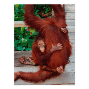 Borneo orangutan fototryck