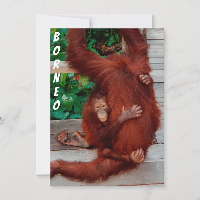 Borneo orangutan-kort (Framsida)