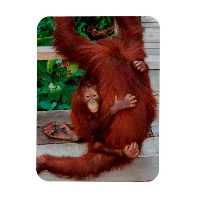 Borneo orangutan magnet (Vertikal)
