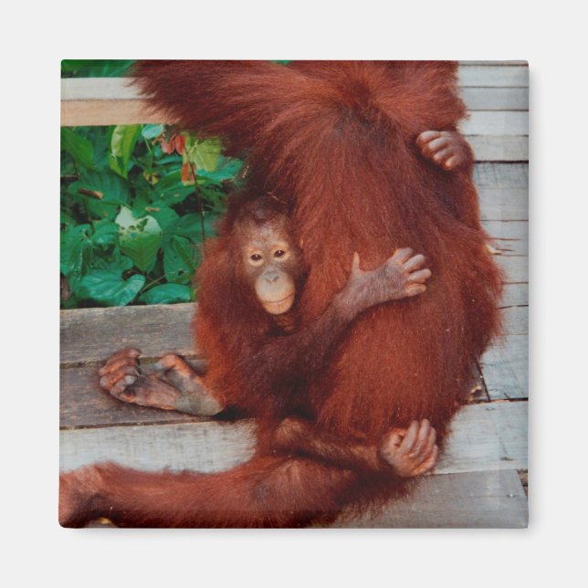 Borneo orangutan magnet (Framsidan)