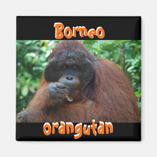 Borneo Orangutan Male i Jungle Magnet