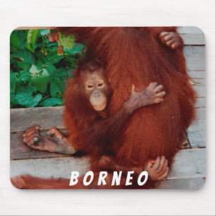 Borneo orangutan musmatta