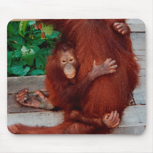 Borneo orangutan musmatta (Framsidan)