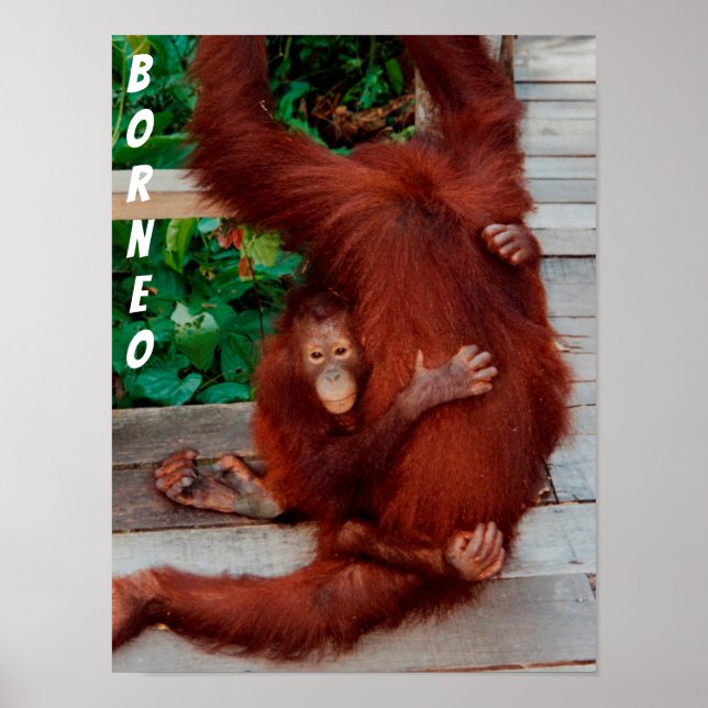 Borneo orangutan poster (Framsidan)