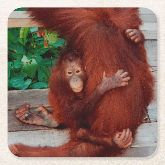 Borneo orangutan underlägg papper kvadrat (Framsidan)