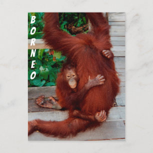 Borneo orangutan vykort