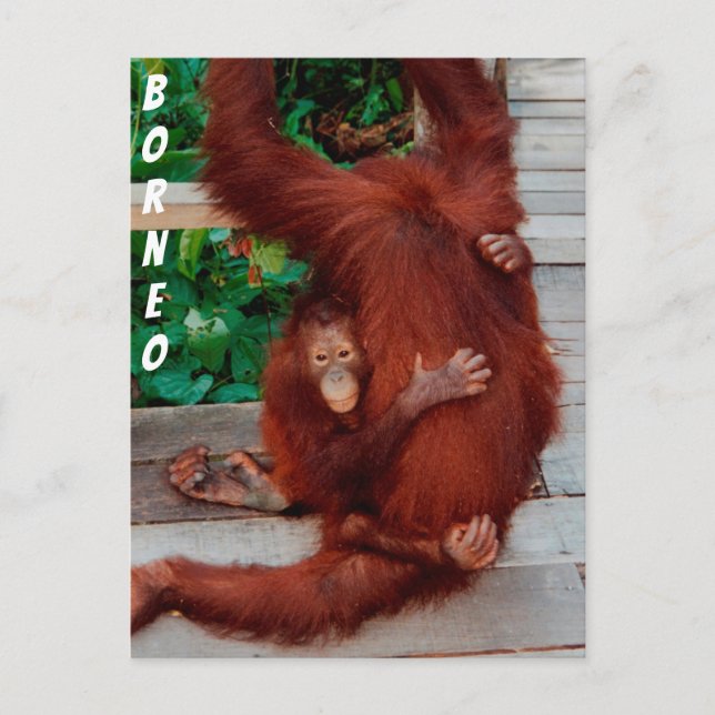 Borneo orangutan vykort (Framsida)