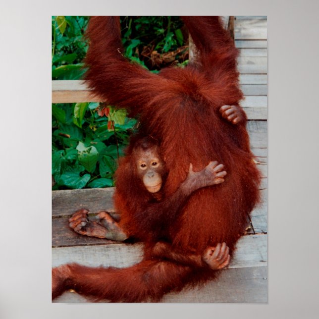 Borneo-orangutang Poster (Framsidan)