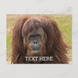 Borneo Orangutang Vacker Fotografi Vykort