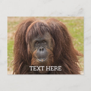 Borneo Orangutang Vacker Fotografi Vykort