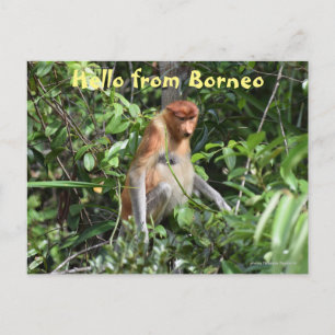 Borneo Proboscis Monkey Indonesia Wildlife Vykort