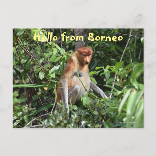 Borneo Proboscis Monkey Indonesia Wildlife Vykort (Framsida)