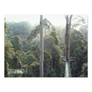 Borneo Rainforest Jungle Treetops Sabah Fototryck