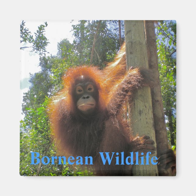 Borneo Wildlife Magnet (Framsidan)