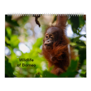 Borneos vilt kalender