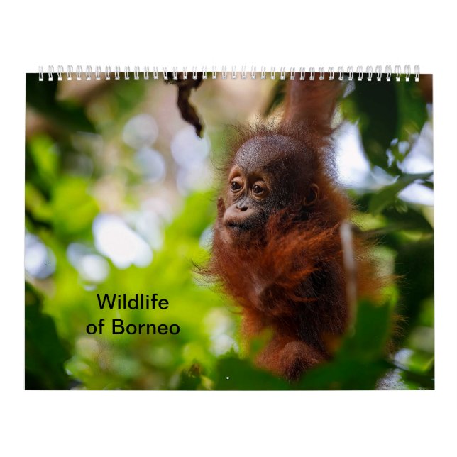 Borneos vilt kalender (Omslag)