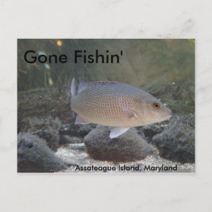 Borta fiske på ön Assateague, MD Vykort