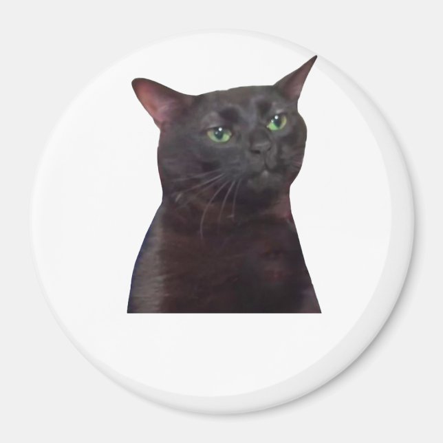Borta katt, borta magnet (Framsidan)