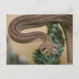 Borta, kom till Yea! Vykort