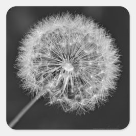 Borta till utsäde fyrkantigt klistermärke