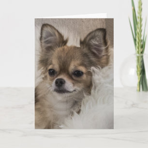 Bortskämd Chihuahua Avslappnad Kort