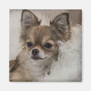 Bortskämd Chihuahua Avslappnad Magnet