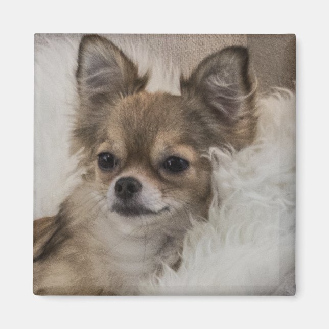 Bortskämd Chihuahua Avslappnad Magnet (Framsidan)