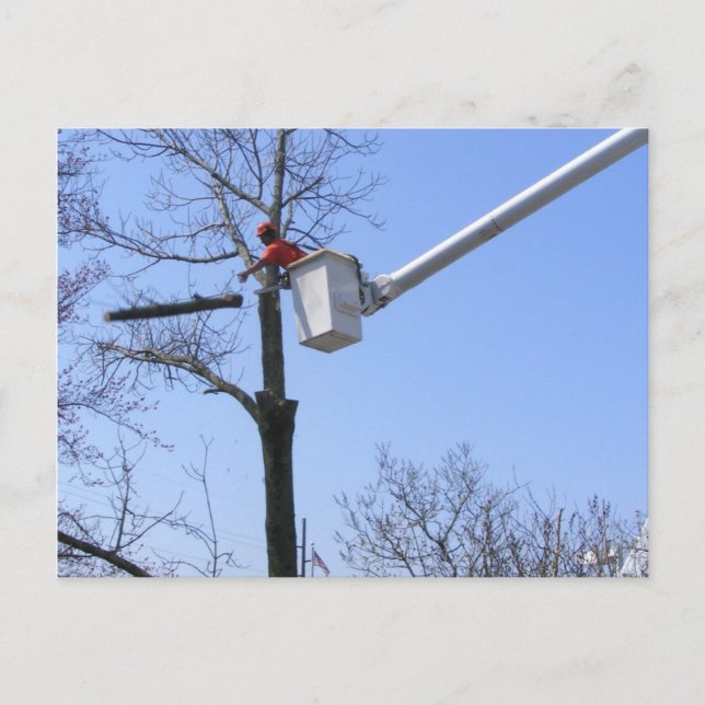 Borttagning av träd ~ vykort (Framsida)