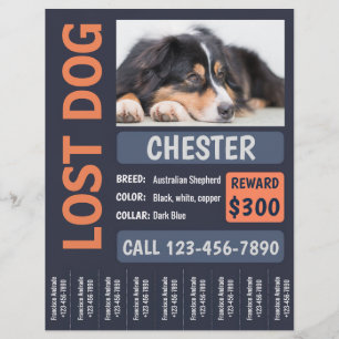 Borttappad Hund Poster ej belöning Reklamblad