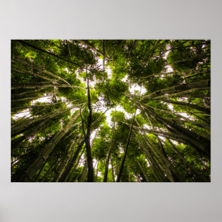 Borttappad i bambu poster