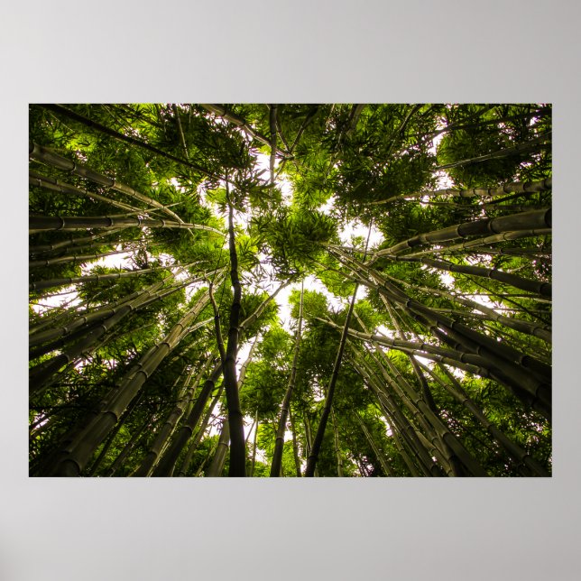 Borttappad i bambu poster (Framsidan)