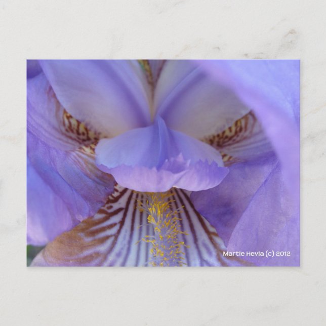 Borttappad i en Dream Vykort (Framsida)